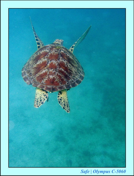 2006 - 07 - Perhentian - Plongee 28